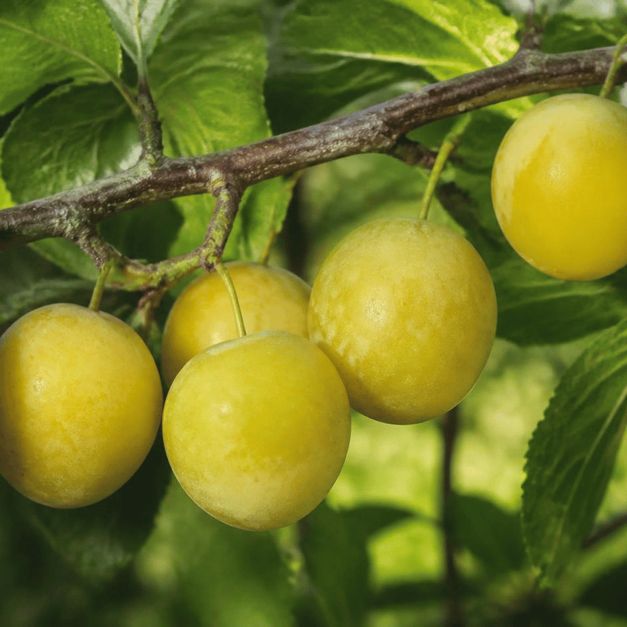 Reneklodenmus im WECK Tulpenglas, cremiges Fruchtmus aus sonnengereiften Renekloden.