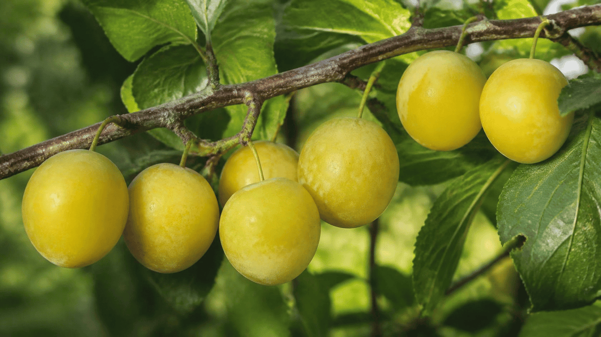 Reneklodenmus im WECK Tulpenglas, cremiges Fruchtmus aus sonnengereiften Renekloden.