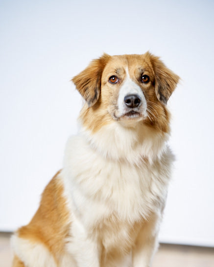 Juno aus dem WECK-Team