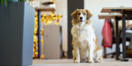 Juno, der WECK-Feel-Good-Manager